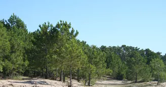 Forêt de Saint-Trojan-les-Bains Forêt de Saint-Trojan-les-Bains
