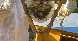 Apiculture : 13 Bees Apiculture : 13 Bees