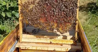 Apiculture : 13 Bees Apiculture : 13 Bees