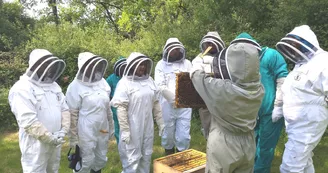 Apiculture : 13 Bees Apiculture : 13 Bees