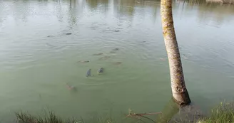 Etang de l'Hommée