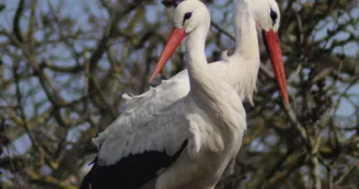 Le Marais aux Oiseaux Le Marais aux Oiseaux