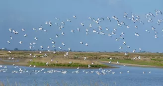 Réserve naturelle de Moëze-Oléron Réserve naturelle de Moëze-Oléron