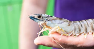 Le Jour du Poisson Le Jour du Poisson