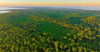 Forêt des Saumonards Forêt des Saumonards