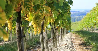 Domaine Conte et Filles Domaine Conte et Filles