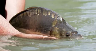 Echappée pêche à l'étang de La Rosière Echappée pêche à l'étang de La Rosière