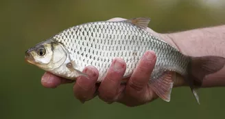 Echappée pêche à l'étang de La Rosière Echappée pêche à l'étang de La Rosière