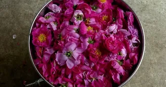 Aux Graines Buissonnières - Culture et cueillette de plantes aromatiques Aux Graines Buissonnières - Culture et cueillette de plantes aromatiques