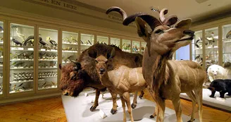 Muséum d'Histoire Naturelle Muséum d'Histoire Naturelle