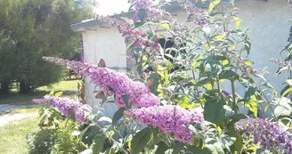La Cabane Des Frênes La Cabane Des Frênes