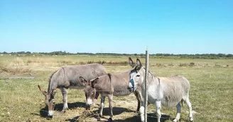 La Cabane Des Frênes La Cabane Des Frênes