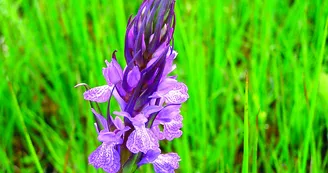 Coteau aux orchidées Coteau aux orchidées