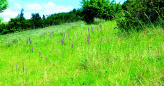 Coteau aux orchidées Coteau aux orchidées