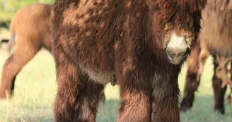 Asinerie du Baudet du Poitou Asinerie du Baudet du Poitou