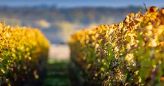 Domaine des Princes Domaine des Princes