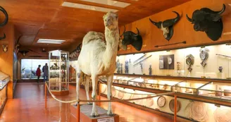 Musée Africain Musée Africain