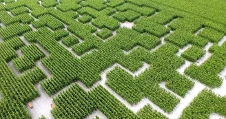 Pop Corn Labyrinthe Pop Corn Labyrinthe