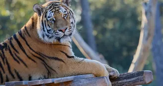 Zoo de La Palmyre