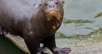 Zoo de La Palmyre