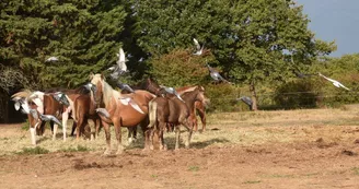 APAC Association de protection des ânes et des chevaux APAC Association de protection des ânes et des chevaux