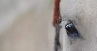 Le Petit Carrousel Le Petit Carrousel