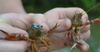 Pêche aux écrevisses Pêche aux écrevisses