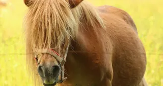 Centre équestre Poney club de Marcou