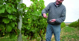 Vignoble Roland Vilneau Vignoble Roland Vilneau