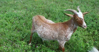 Bella Becca Ranch