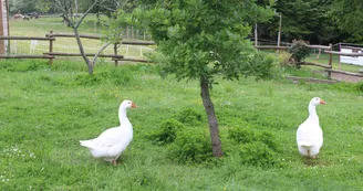 Bella Becca Ranch