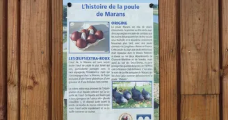 Poulailler conservatoire de la poule "La Marans"