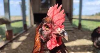 Poulailler conservatoire de la poule "La Marans"