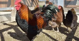 Poulailler conservatoire de la poule "La Marans"
