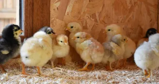 Poulailler conservatoire de la poule "La Marans"
