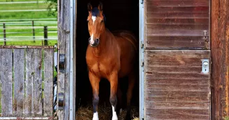 Poney découverte 17