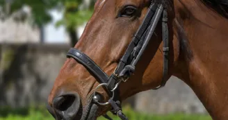 Les écuries Omega