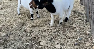 Ferme pédagogique - La Ferme du Grand Chemin Ferme pédagogique - La Ferme du Grand Chemin
