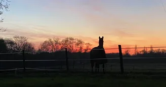 Educ'Horse