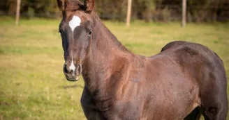 Haras de l'Ilatte