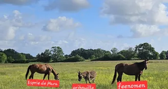 Haras de l'Ilatte