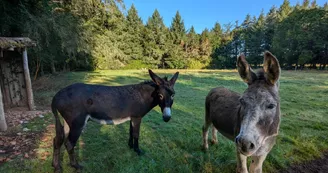 Le Bois des Fées