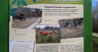 Landes de Haute-Saintonge Landes de Haute-Saintonge