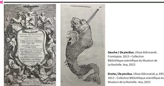Exposition - De piscibus - Dessiner la faune marine de Aldrovandi à l'époque contemporaine Exposition - De piscibus - Dessiner la faune marine de Aldrovandi à l'époque contemporaine