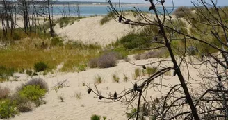 Chasse aux trésors ONF - Les secrets des palissades - Saint-trojan-les-Bains Chasse aux trésors ONF - Les secrets des palissades - Saint-trojan-les-Bains