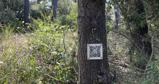 Chasse aux trésors ONF - Les secrets des palissades - Saint-trojan-les-Bains Chasse aux trésors ONF - Les secrets des palissades - Saint-trojan-les-Bains