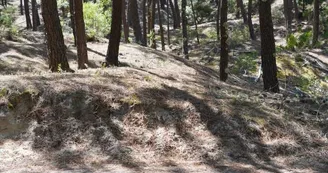 Chasse aux trésors ONF - Les secrets des palissades - Saint-trojan-les-Bains Chasse aux trésors ONF - Les secrets des palissades - Saint-trojan-les-Bains