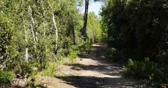 Chasse aux trésors ONF - Les secrets des palissades - Saint-trojan-les-Bains Chasse aux trésors ONF - Les secrets des palissades - Saint-trojan-les-Bains