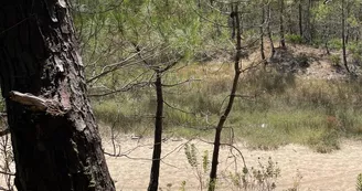 Chasse aux trésors ONF - Les secrets des palissades - Saint-trojan-les-Bains Chasse aux trésors ONF - Les secrets des palissades - Saint-trojan-les-Bains