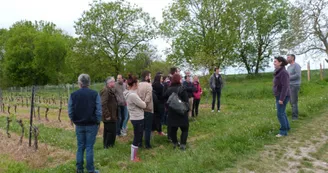 vignoble Chauraud et fils vignoble Chauraud et fils